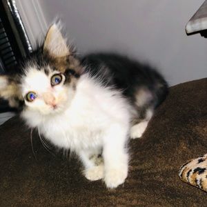 Meet your Posher, Chloe